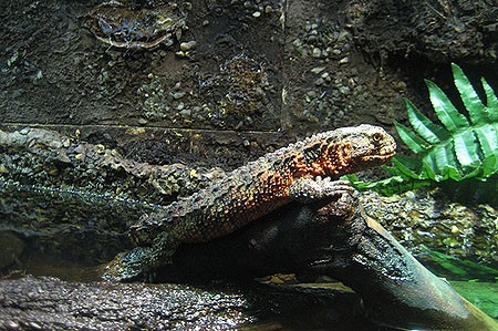 Cũng như cá sấu, chúng là loài vật sống nửa cạn, nửa nước.